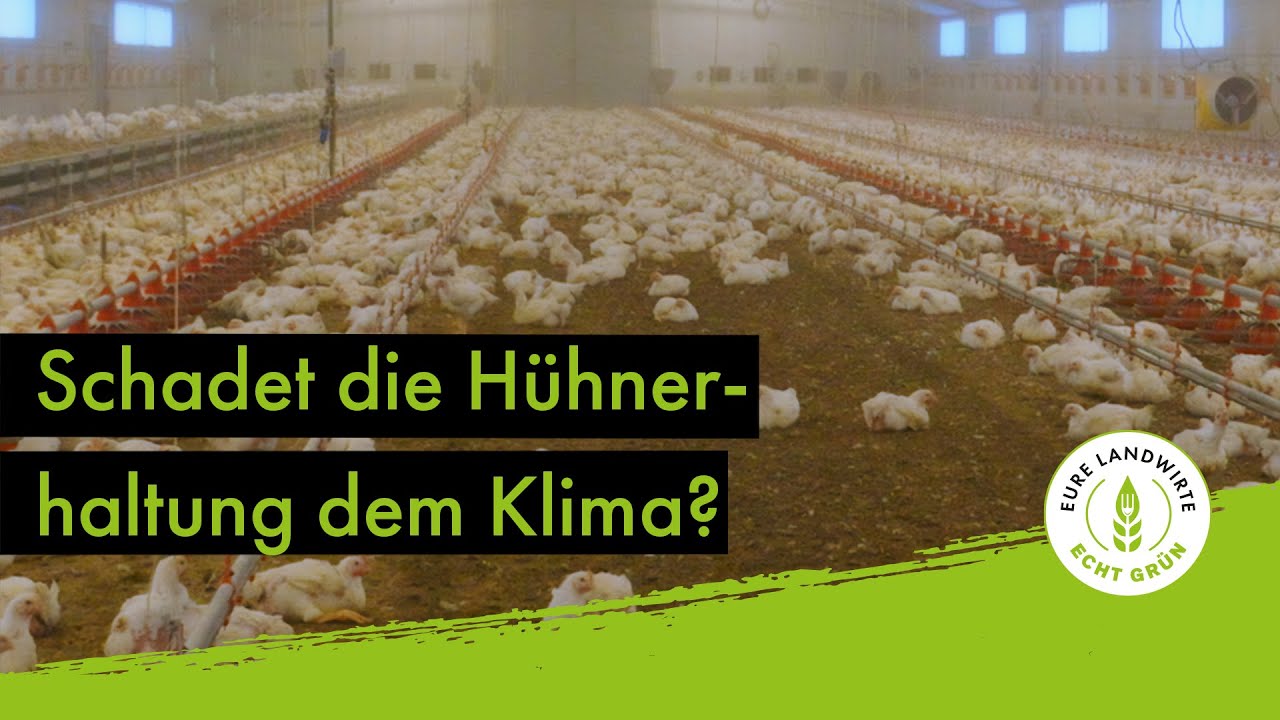 Schadet die Hühnerhaltung dem Klima?