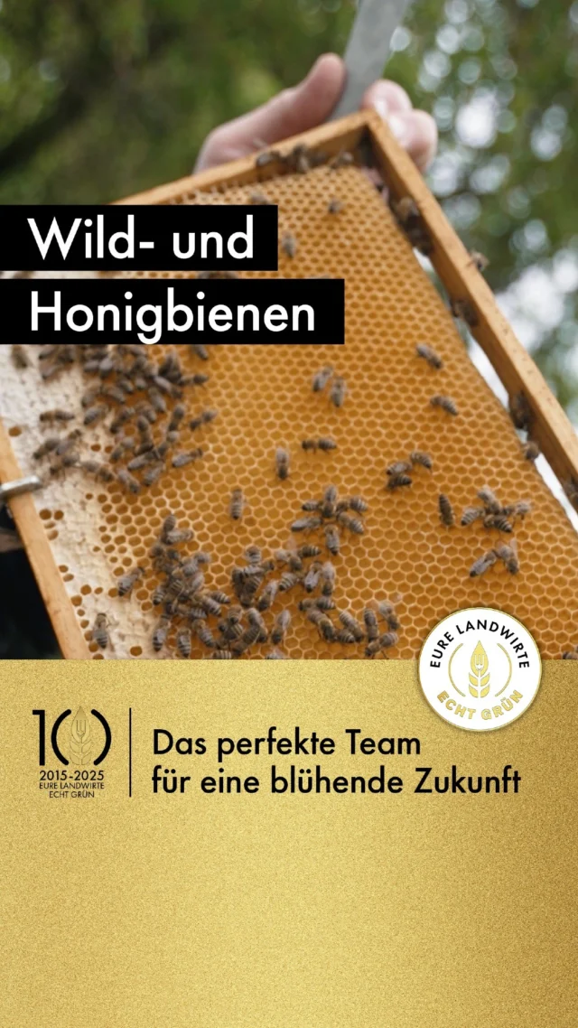 🌼🐝 Heute, am Weltbienentag, feiern wir die kleinen, aber so wichtigen Helfer unserer Natur!

Honigbienen und Wildbienen sind nicht nur fleißige Bestäuber. Was viele nicht wissen: Die Biene ist das drittwichtigste Nutztier nach Schwein und Rind.

Ihre Arbeit sorgt für die Vielfalt unserer Pflanzenwelt und damit für unsere Nahrung. 🍎🫑

Wir haben die @bienenfreundeverden und Heinrich Kersten besucht beim @landvolk_row_ver – an einem Ort, an dem die Bienen in ihrer natürlichen Umgebung leben und gedeihen.

Deshalb gehen einige Landwirte auch im Rahmen der Initiative „Bienenfreundlicher Landwirt“ auch Kooperationen mit Imkern ein, um mit konkreten Maßnahmen die Biodiversität zu fördern.

Lasst uns gemeinsam dafür sorgen, dass sie weiterhin unermüdlich ihren Job machen können! 🌸💚

#Weltbienentag #Bienen #Bienenfreunde #Natur #Nachhaltigkeit #Bestäuber #WorldBeeDay